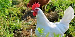 Beitragsbild des Blogbeitrags Vogelgrippe in der Gyeonggi Provinz