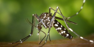 Beitragsbild des Blogbeitrags Mückenschutz als Patches – so werden sie hergestellt 