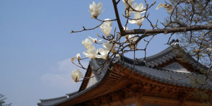 Beitragsbild des Blogbeitrags 10 koreanische Sprichwörter für zwischendurch