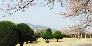 Beitragsbild des Blogbeitrags Englisches Video: Kirschblüten blühen so früh wie noch nie in Korea