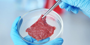 Beitragsbild des Blogbeitrags In Südkorea hat man erstmals Schweinefleisch aus Muskelzellen gezüchtet ➡️ agrarheute 