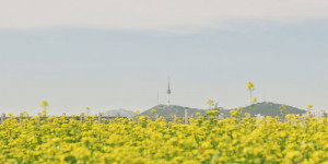 Beitragsbild des Blogbeitrags Shortnews: Das Fandom von cignature hat nun einen Namen: signfan 