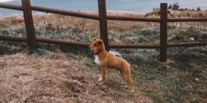 Beitragsbild des Blogbeitrags Tierquälerei und -schändung sollen künftig in Korea härter bestraft werden