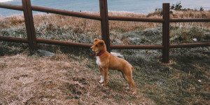 Beitragsbild des Blogbeitrags Tierquälerei und -schändung sollen künftig in Korea härter bestraft werden 