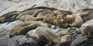 Beitragsbild des Blogbeitrags Grund für Aussterben der Dokdo Seelöwen ist nun bekannt 
