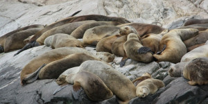 Beitragsbild des Blogbeitrags Grund für Aussterben der Dokdo Seelöwen ist nun bekannt