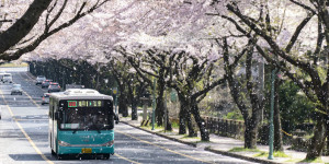 Beitragsbild des Blogbeitrags Die Kirschblüte in Korea 