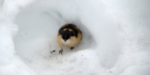 Beitragsbild des Blogbeitrags Käfigeinrichtung für den Lemming