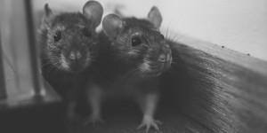 Beitragsbild des Blogbeitrags Grundausstattung für Nagetiere – Was wird alles benötigt?