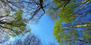 Beitragsbild des Blogbeitrags Born to run – Trail Running (Cross Trail)