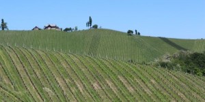 Beitragsbild des Blogbeitrags Der Jahrgang 2016 aus der Südsteiermark 