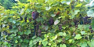 Beitragsbild des Blogbeitrags Wein im Garten – Herbst 2017 