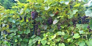 Beitragsbild des Blogbeitrags Wein im Garten – Herbst 2017