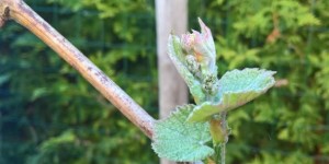 Beitragsbild des Blogbeitrags Weinfrühling im Garten