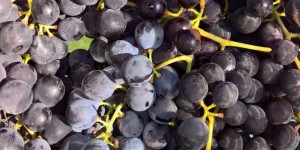 Beitragsbild des Blogbeitrags Weintrauben-Marmelade selbst gemacht