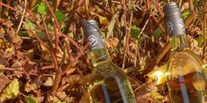 Beitragsbild des Blogbeitrags Linzer Weinherbst 2018 – freuen wir uns auf eine tolle Weinverkostung 