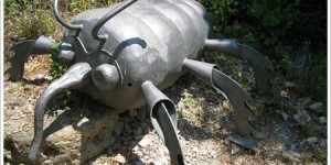 Beitragsbild des Blogbeitrags Reblaus: ein Schädling, ein Lied