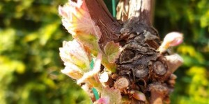 Beitragsbild des Blogbeitrags Wein im Garten – Weinfrühling 2019