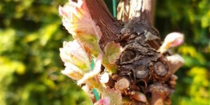 Beitragsbild des Blogbeitrags Wein im Garten – Weinfrühling 2019 