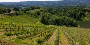 Beitragsbild des Blogbeitrags Weinjahrgang 2019 in Österreich 