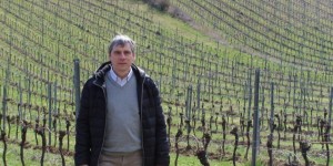 Beitragsbild des Blogbeitrags Weinjob – Sinnvolle Beschäftigung gesucht?