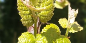 Beitragsbild des Blogbeitrags Wein im Garten – Weinfrühling 2020 