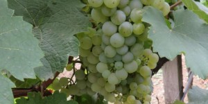 Beitragsbild des Blogbeitrags Weinjahrgang 2020 in Österreich: guter Jahrgang
