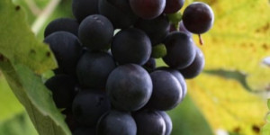 Beitragsbild des Blogbeitrags Weinveranstaltungen 2022 im Burgenland 