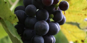 Beitragsbild des Blogbeitrags Weinviertel DAC on Tour 2022