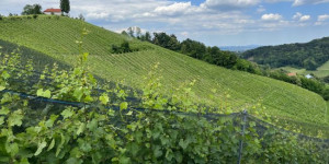 Beitragsbild des Blogbeitrags Steiermark Weinjahr 2022