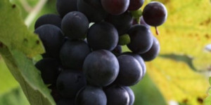 Beitragsbild des Blogbeitrags Weinveranstaltungen 2023 im Burgenland 