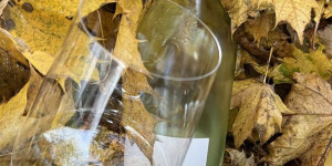 Beitragsbild des Blogbeitrags Junker 2023 – der steirische Jungwein