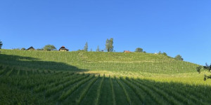 Beitragsbild des Blogbeitrags Steiermark Weinjahrgang 2023 