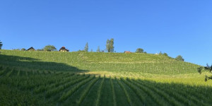 Beitragsbild des Blogbeitrags Steiermark Weinjahrgang 2023