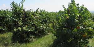 Beitragsbild des Blogbeitrags Bio-Weinanbaufläche wächst in Österreich