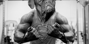 Beitragsbild des Blogbeitrags Bodybuilding: Die lustigsten Fitnessstudio-Zitate aller Zeiten