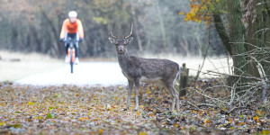 Beitragsbild des Blogbeitrags Fitness: Fahrradfahren im Herbst 