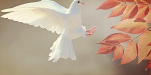 Beitragsbild des Blogbeitrags Gebet für den Frieden – Hl. Franz von Assisi