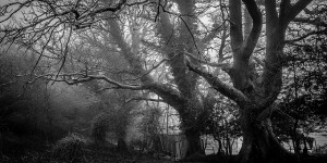 Beitragsbild des Blogbeitrags Energetische Erfahrung: Jesus, die Nägel und der Wald