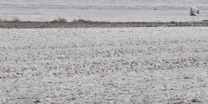 Beitragsbild des Blogbeitrags Morgenfrost oder Ausschlafen