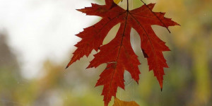Beitragsbild des Blogbeitrags Herbstliche Fensterdeko superschnell und superbunt 