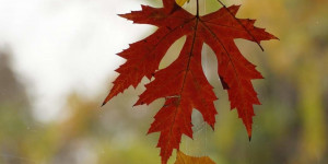 Beitragsbild des Blogbeitrags Herbstliche Fensterdeko superschnell und superbunt