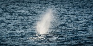 Beitragsbild des Blogbeitrags Rettet die Wale - Walbeobachtung in Andenes