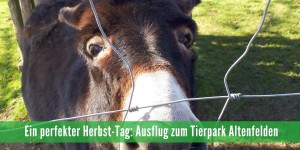 Beitragsbild des Blogbeitrags Tierpark Altenfelden: Unser Weg zur gelben Schaufel 