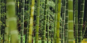 Beitragsbild des Blogbeitrags Plastikalternative Bambus
