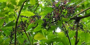 Beitragsbild des Blogbeitrags Schwarzer Holunder – Sambucus Nigra