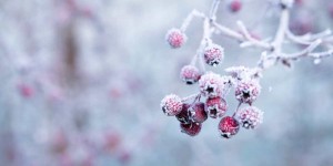 Beitragsbild des Blogbeitrags Kreative Weihnachtskarten schreiben – gelingt auch Ihnen!