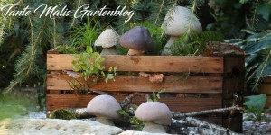 Beitragsbild des Blogbeitrags Der Wald in der Kiste - Betonpilze DIY