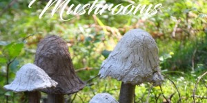 Beitragsbild des Blogbeitrags Magic Mushrooms - die einfachsten Betonpilze der Welt DIY 