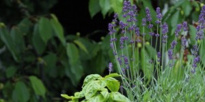 Beitragsbild des Blogbeitrags Monsun im Gemüsegarten & Vogelscheuchen DIY